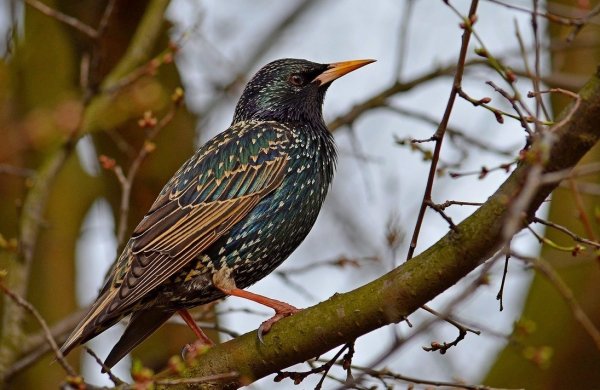 Апрельский скворец весны Гонец