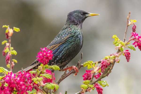 Скворец пересмешник