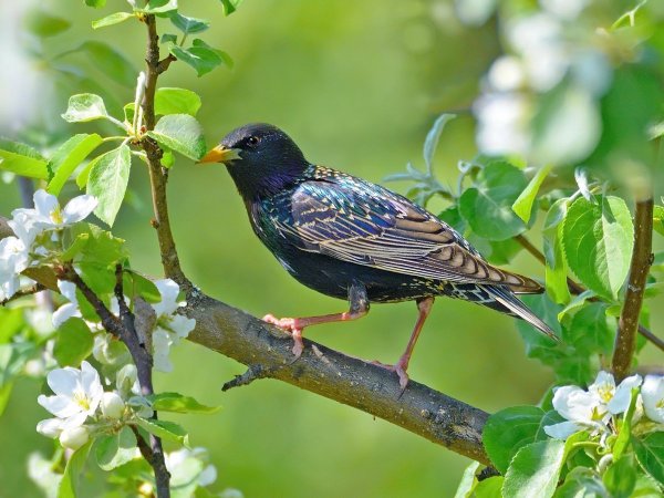 Птицы весной