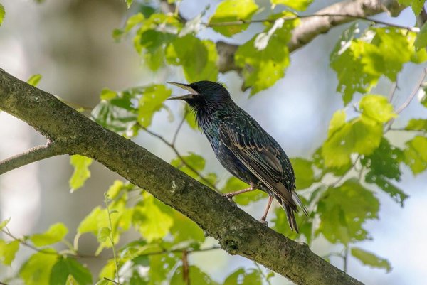 Апрельский скворец