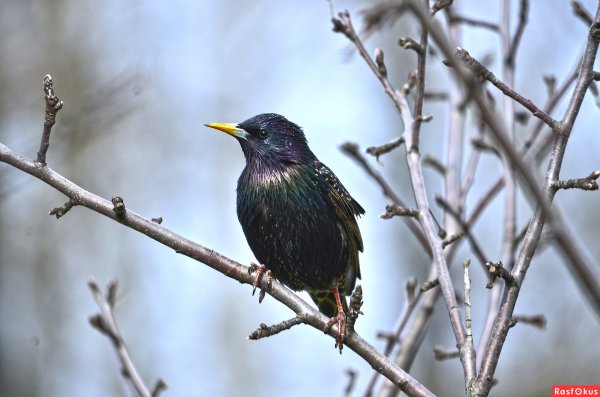 Апрельский скворец