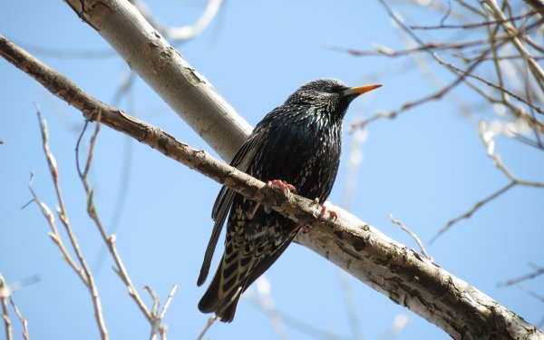 Апрельский скворец весны Гонец