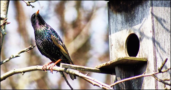 Прилет Скворцов