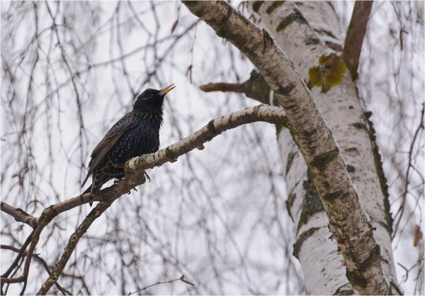 Весенний прилет Скворцов