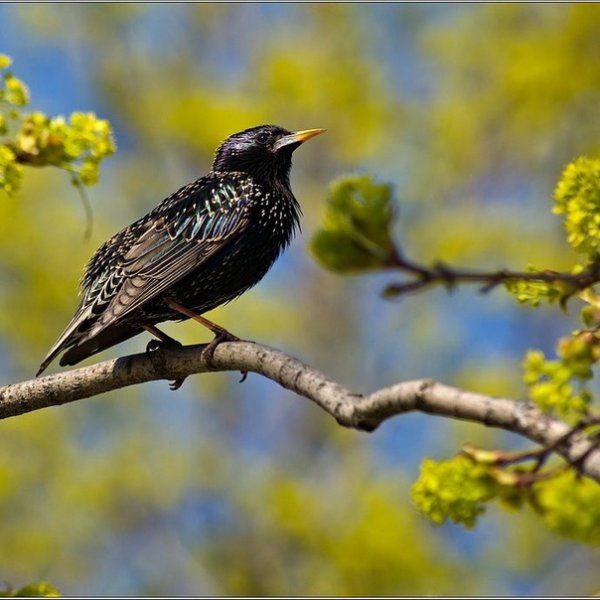 Апрельский скворец весны Гонец