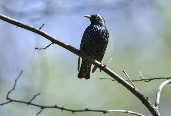 Апрель скворцы