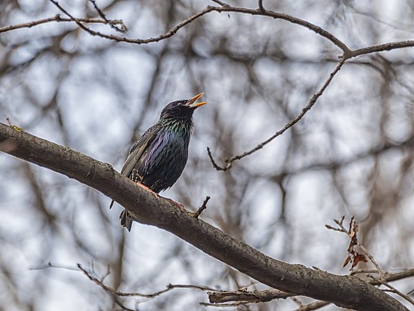 Скворец птица певчая
