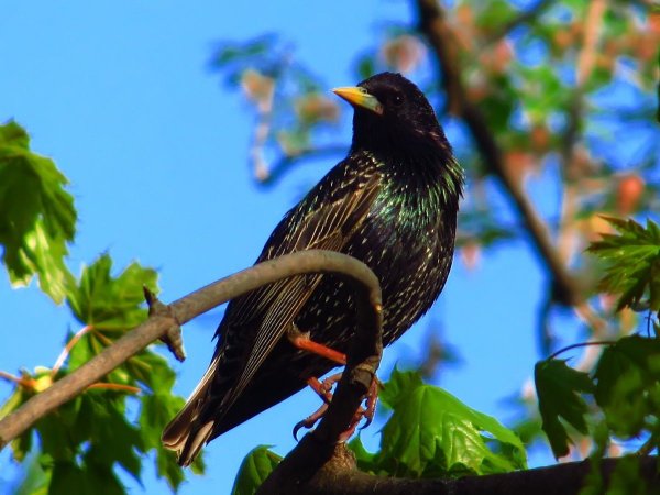 Полевой скворец