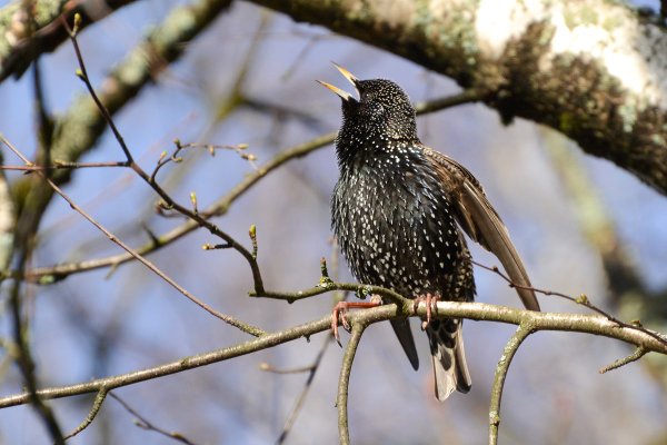 Тихонов про скворца