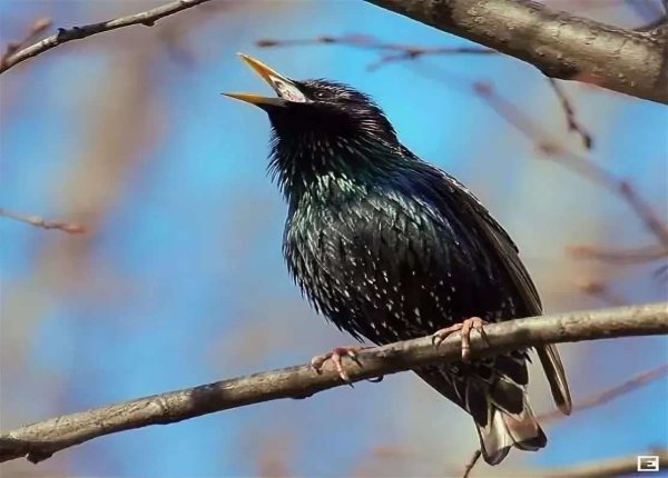 Скворец Перелетная птица