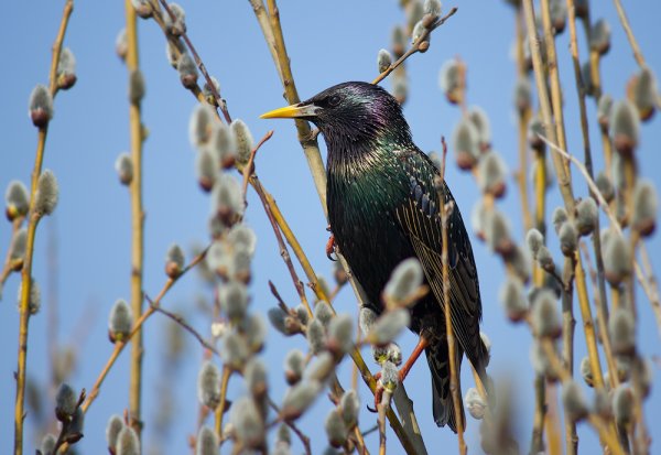 Птицы весной