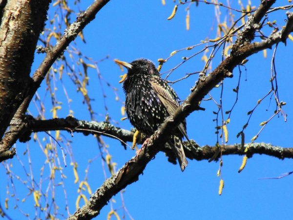 Картина Скворцов