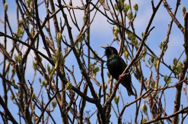 Апрель скворцы