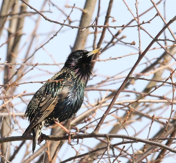 Прилет Скворцов весной