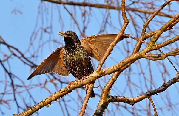 Весенняя Запевка скворца