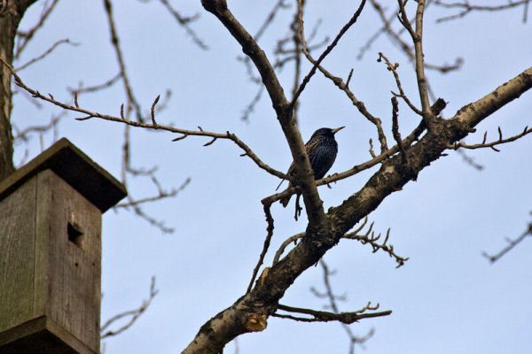 Скворцы прилетели