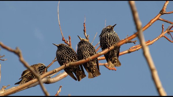 Прилет Скворцов