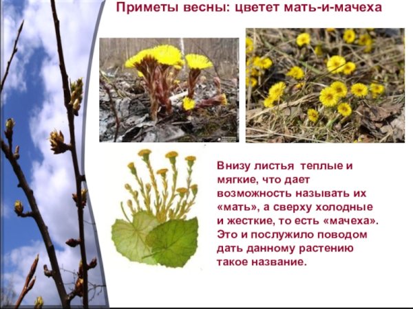 Приметы наступления весны