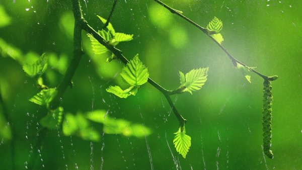 Весенние футажи