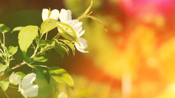 Футаж Весна