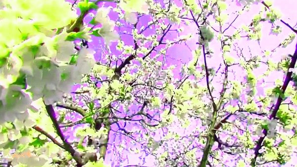 Цветы Весна для видеомонтажа