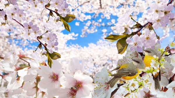 Футажи Цветущая вишня