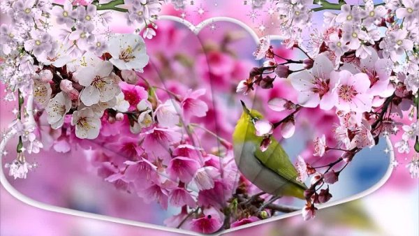 Цветы Весна для видеомонтажа