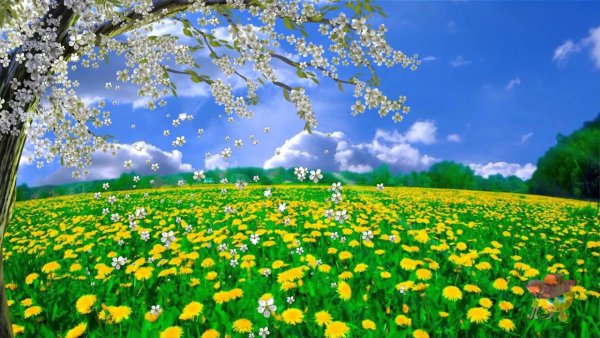 Фон Весна для видеомонтажа