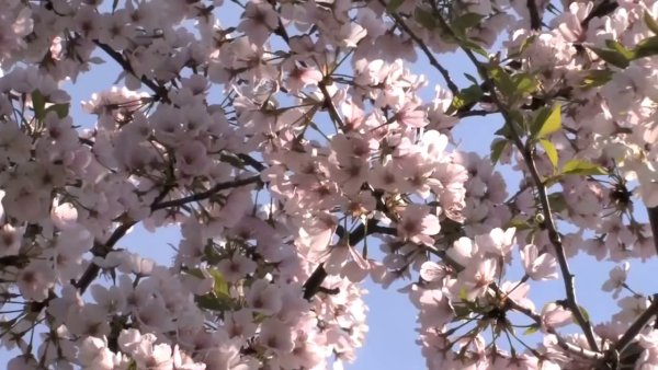 Видео футаж Весна