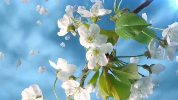 Футаж яблоня в цвету