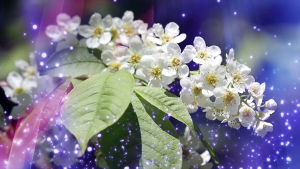 Футаж цветет черемуха