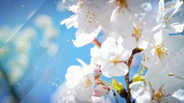 Футаж яблоня в цвету