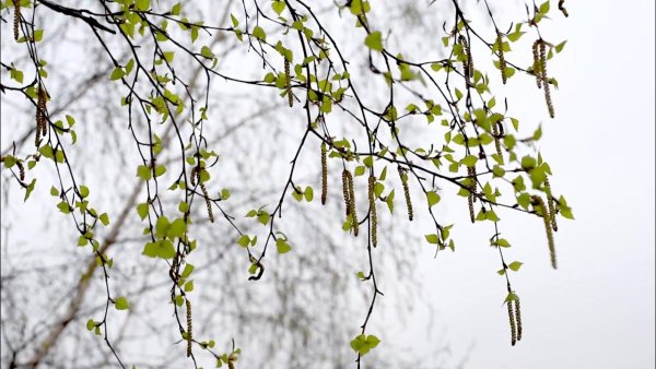 Весенняя береза