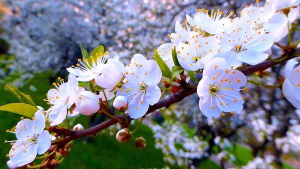 Футаж цветущие яблони