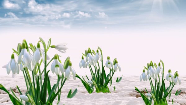 Футаж весенний Разгуляй