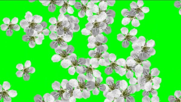 Хромакей падающие цветы