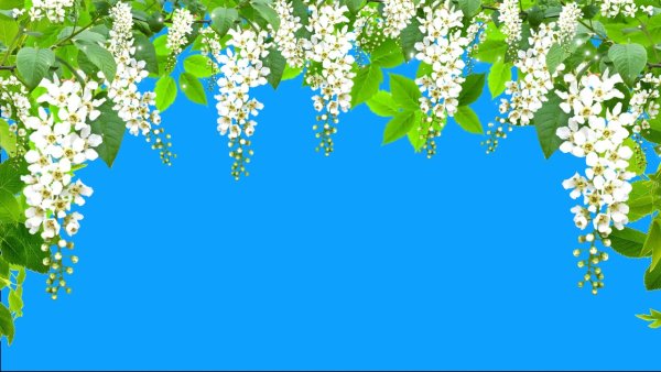 Фон Цветущая черемуха