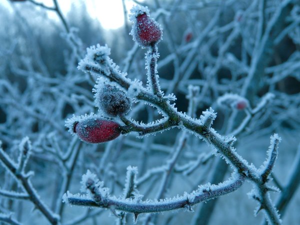 Почки зима макро