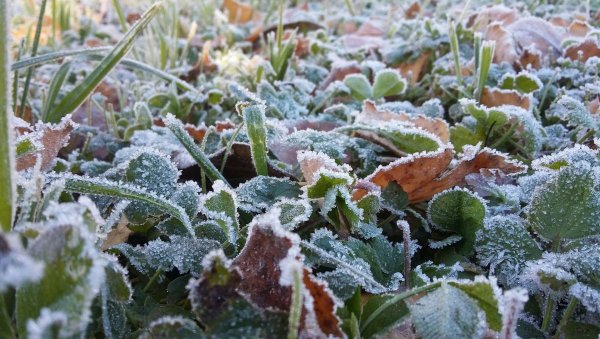 Ночные заморозки