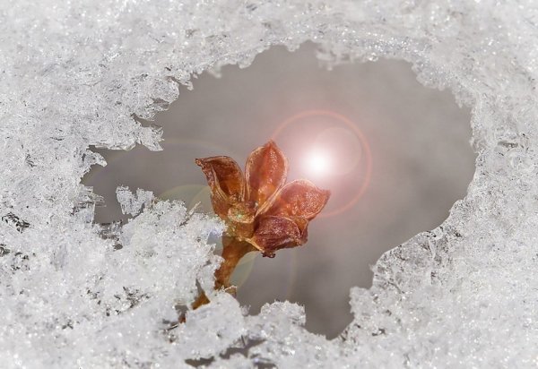 Ледяной лес