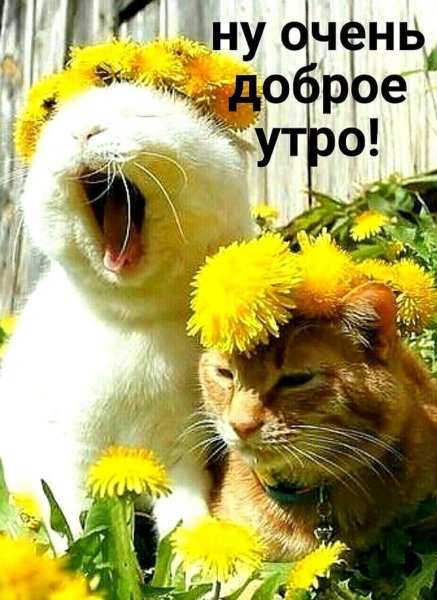 Позитивные открытки