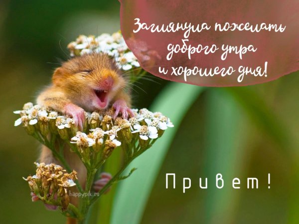 Доброе утро картинки прикольные