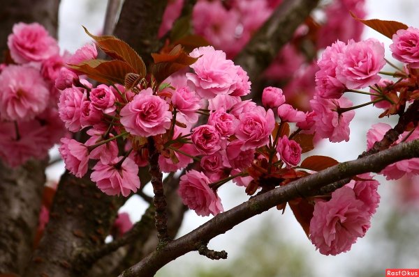 Испанский художник Juan Fortuny картины