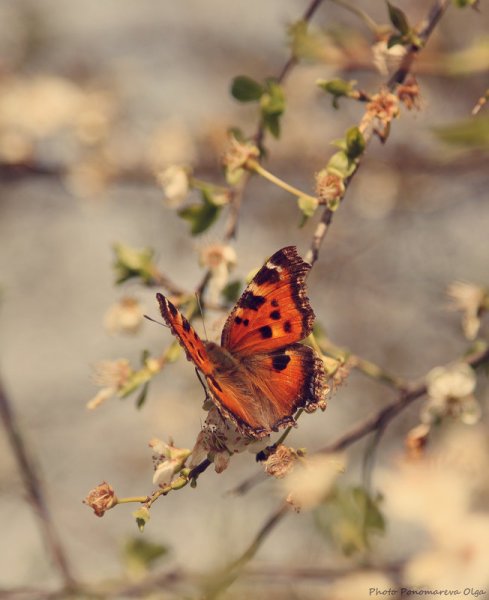 Природа в образе женщины