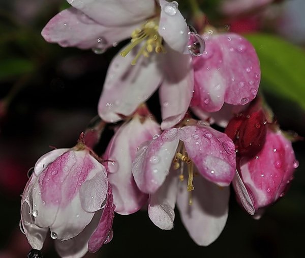 Надежда Щебуняева картины