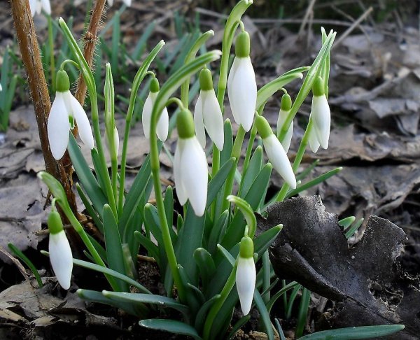 Весеннее очарование