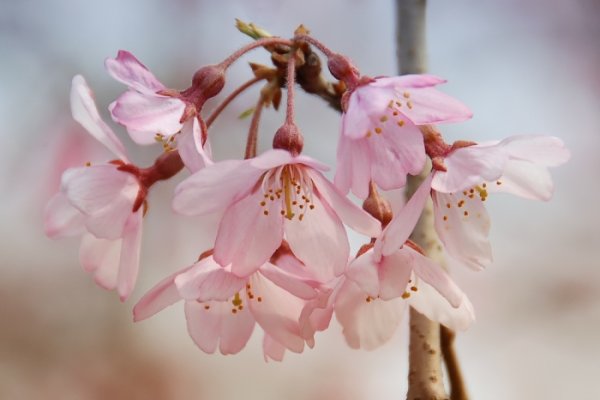«Прелесть весны познается только зимою