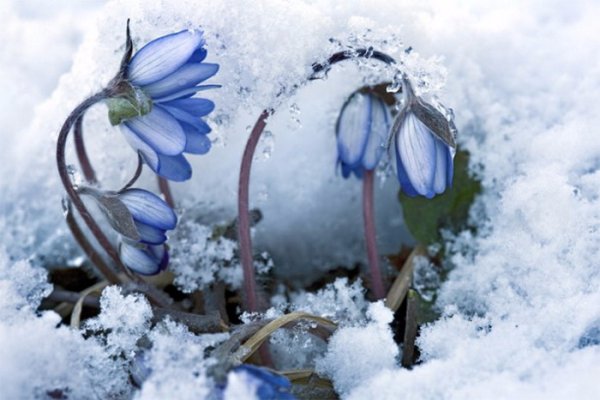 Лотос цветок и птица