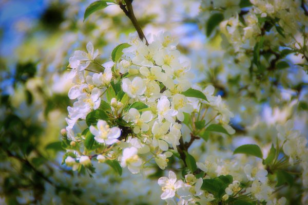 Девушка с цветами