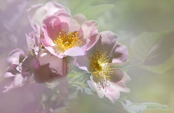 Александра Коваленко вишневый сад